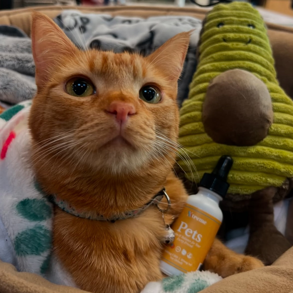 Xtreme Pets
